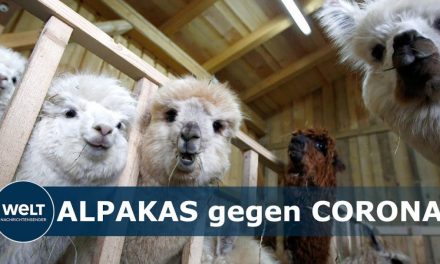 MAX-PLANCK-INSTITUT GÖTTINGEN: Wie Alpakas Im Kampf Gegen Das Coronavirus Helfen Können