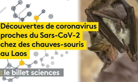 Origines Du Covid : On A Découvert Des Coronavirus Proches Chez Des Chauves-souris