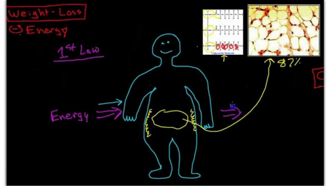 Science Of Weight-Loss: Pathophysiology Of Obesity