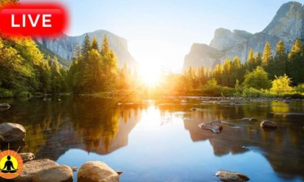 🔴 Relaxing Music 24/7, Sleep Music, Stress Relief Music, Spa, Meditation, Yoga, Zen, Bird Sounds