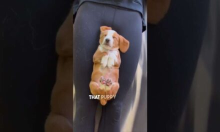 Puppy Yoga Is Really For The Puppies ❤️