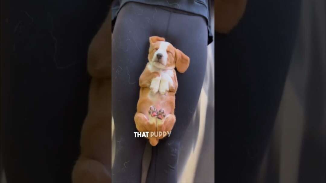 Puppy Yoga Is Really For The Puppies ❤️