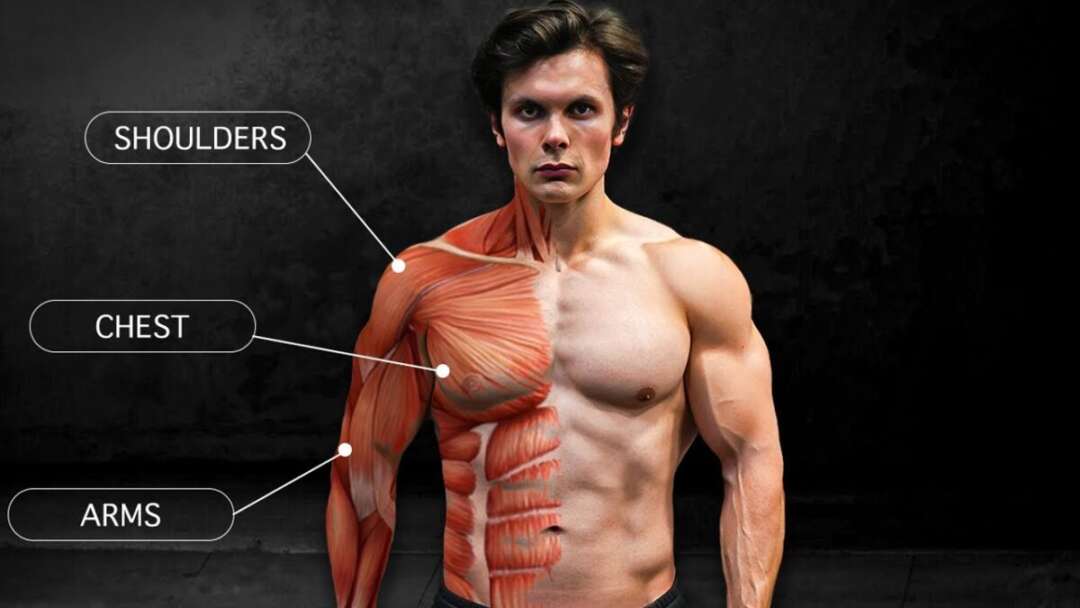 The Exercises That Built My Physique