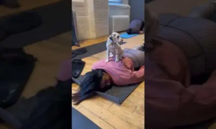 Puppy Yoga Is The Only Yoga Worth Doing 🥲 #shorts #yoga #puppies