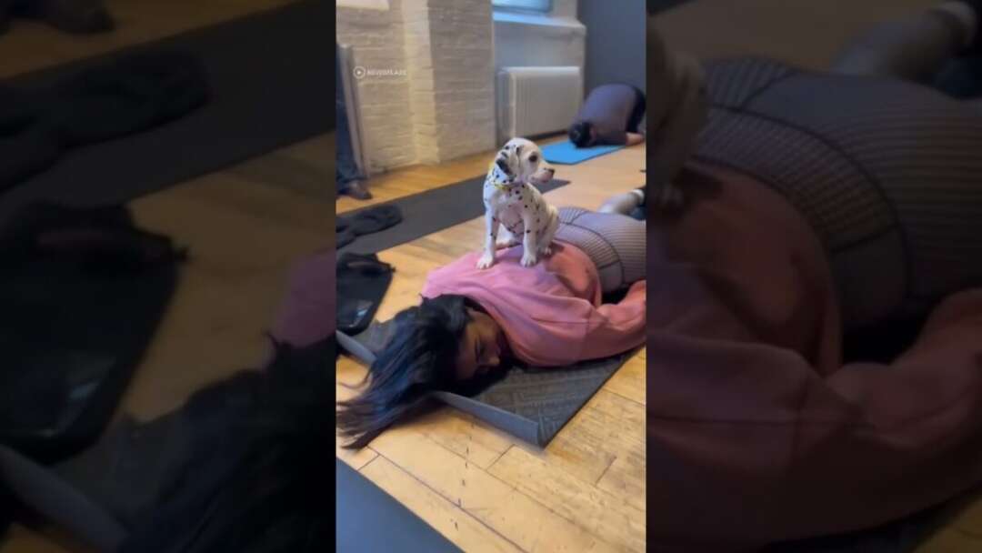 Puppy Yoga Is The Only Yoga Worth Doing 🥲 #shorts #yoga #puppies