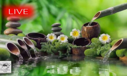 🔴 Relaxing Music 24/7, Calm Music, Yoga, Relaxing Sleep Meditation, Spa, Study Music, Nature Sounds