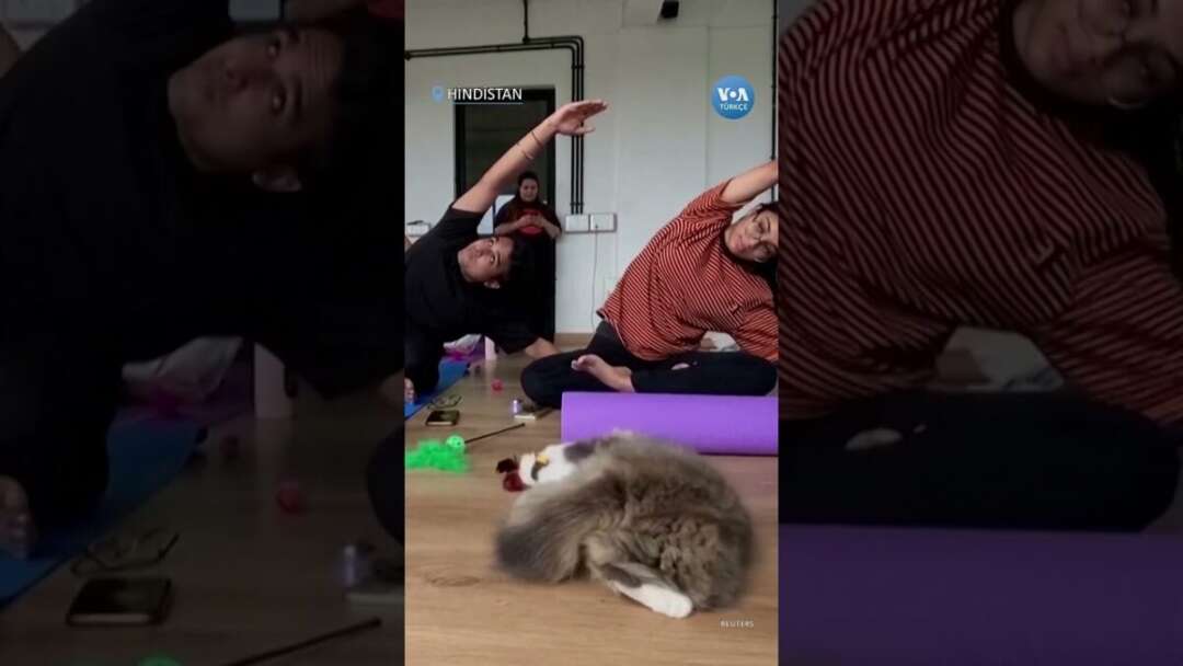 Hindistan’da Kedili Yoga Seansı