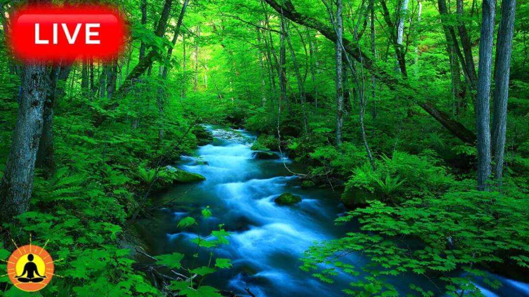 🔴 Relaxing Music 24/7, Sleep Music, Stress Relief Music, Spa, Meditation, Yoga, Zen, Flowing River