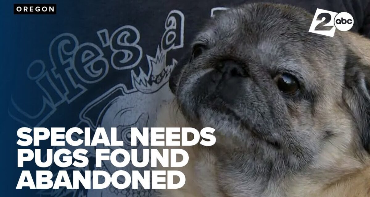 Six Deformed Pugs Found Abandoned In Clatsop, Columbia County