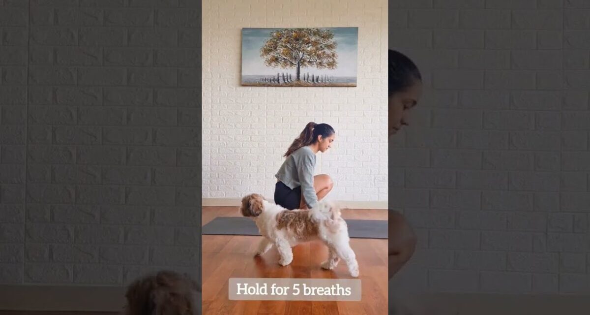 Improve Your Concentration | Yoga Asanas | Yogbela