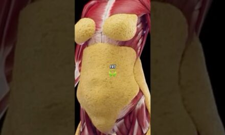 How Your Body Says Goodbye To Fat: The Science Of Weight Loss !
