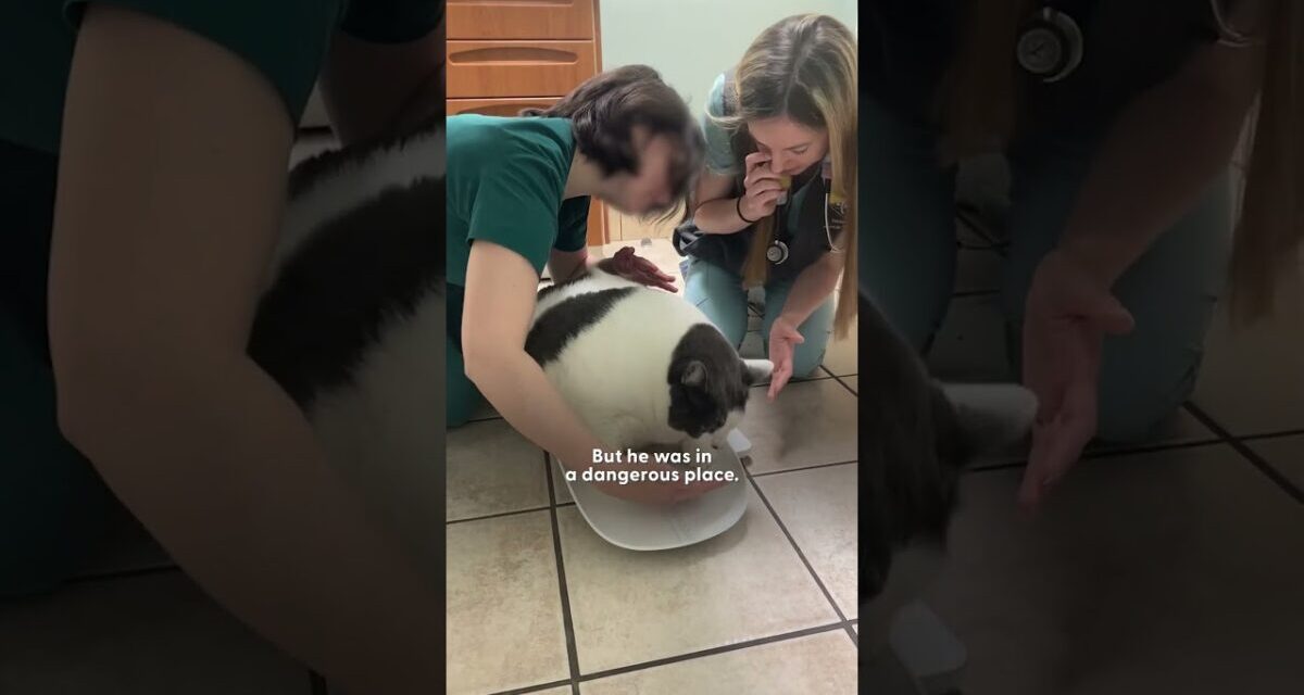 42-Pound Cat Goes On An Amazing Weight Loss Journey | The Dodo