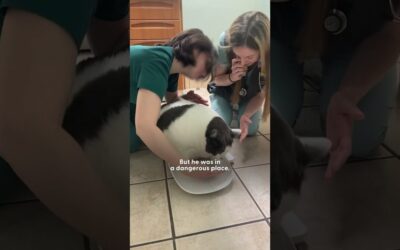 42-Pound Cat Goes On An Amazing Weight Loss Journey | The Dodo