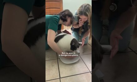 42-Pound Cat Goes On An Amazing Weight Loss Journey | The Dodo