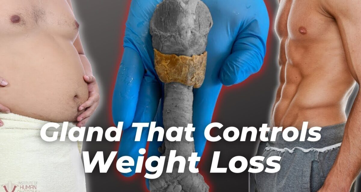 Sex, Fat, & Weight Loss | The Gland That Controls It All